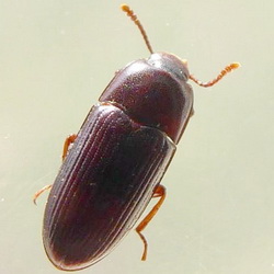 Diaclina fagi